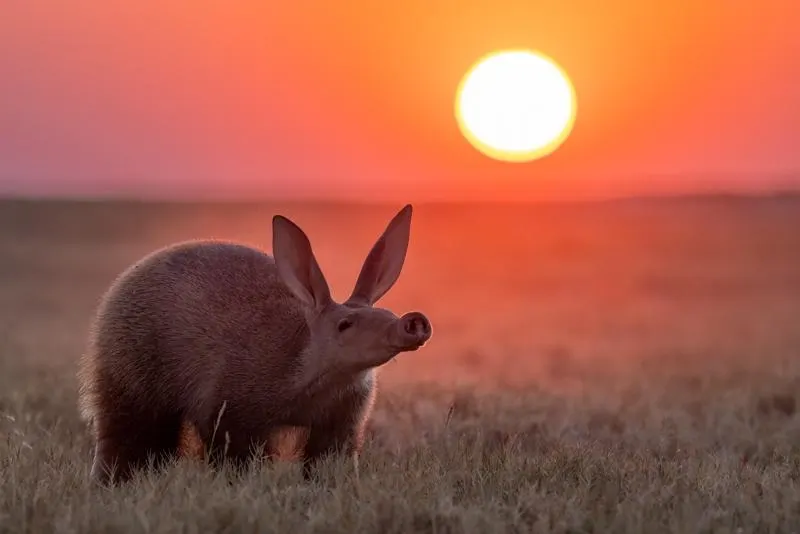 Award winning nature photography