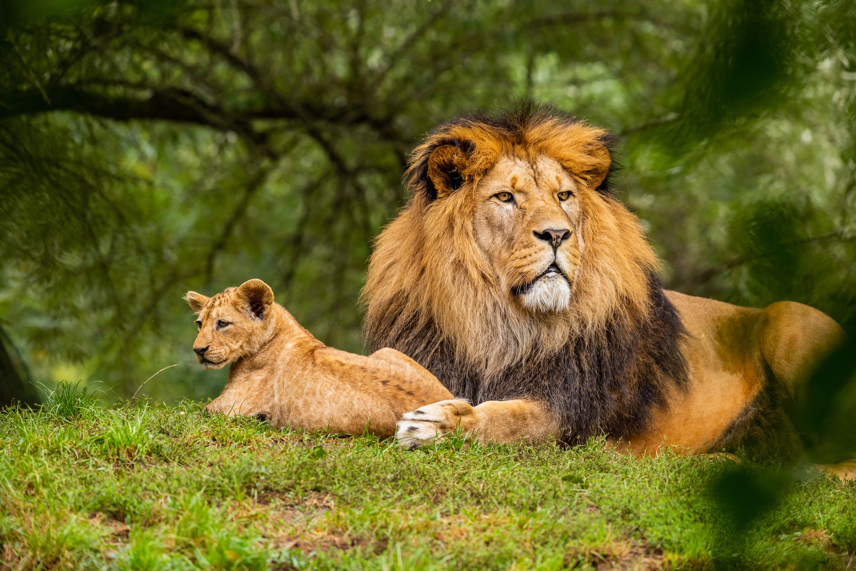 Wildlife photography